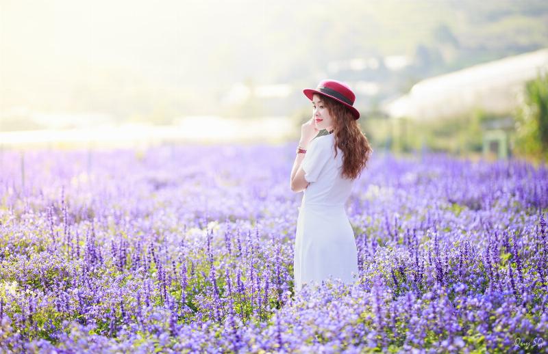 Địa điểm mua hoa oải hương tươi ở Đà Lạt tại vườn hoa